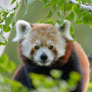 Roter Panda im Tiergarten Schönbrunn 