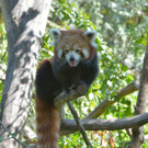 PA_Kleiner Panda2.jpg