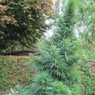 13_09_2012 PI Gro__-Enzersdorf 2.jpg