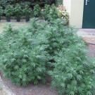 13_09_2012 PI Gro__-Enzersdorf 1.jpg