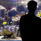 Haus des Meeres in Wien: Steinkorallen-Aquarium