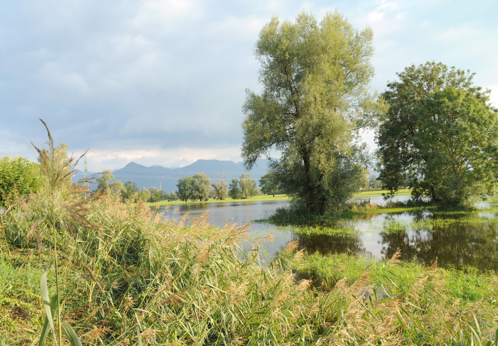 Erlach Hard Wasser 14-09-2012 2_jpg-1347615136