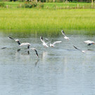 Erlach Hard Wasser 14-09-2012 50_jpg-1347615413