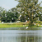 Erlach Hard Wasser 14-09-2012 65_jpg-1347615434