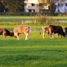 Erlach Hard Wasser 14-09-2012 39_jpg-1347615456