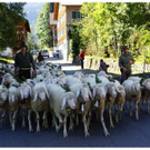 Alptag: Höfle Schafe in Schwarzenberg 2012