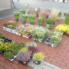 Wolfurter Markt
