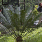 Malaysia: Kate und William im Regenwald