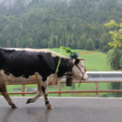 15092012almde01003aktinews__13_.JPG