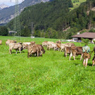 Alpabtrieb12-008.jpg