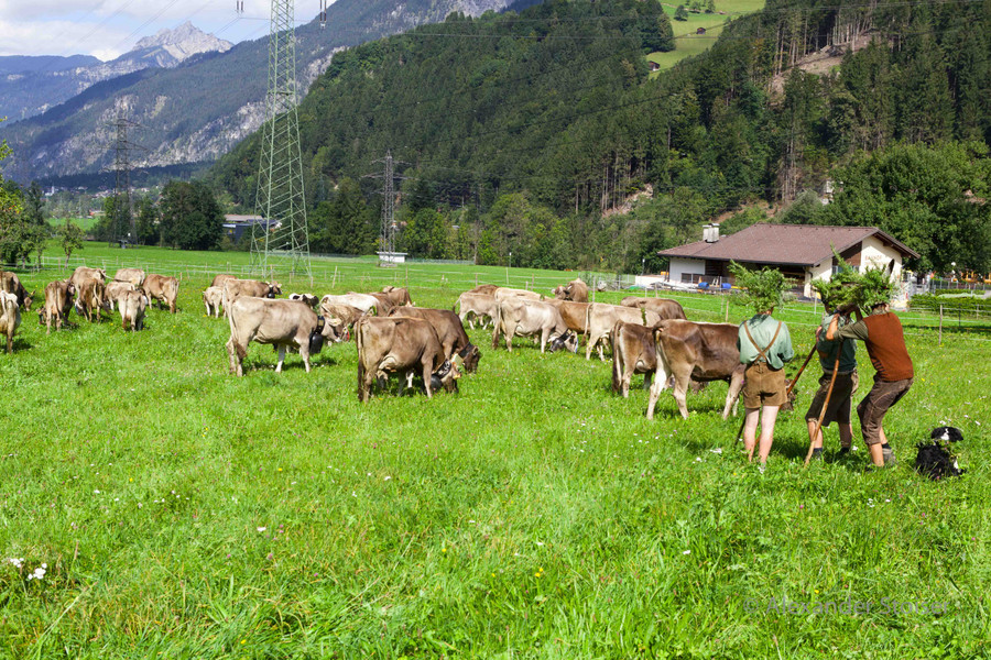 Alpabtrieb12-008.jpg
