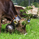 Alpabtrieb12-009.jpg