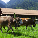 Alpabtrieb12-013.jpg