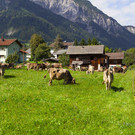 Alpabtrieb12-015.jpg