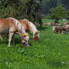 Alpabtrieb12-023.jpg