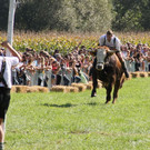 Ochsenrennen in Surheim