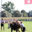 normal_16092012fmt_ochsenrennen_fm_08.JPG