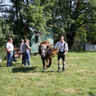 normal_16092012fmt_ochsenrennen_fm_09.JPG