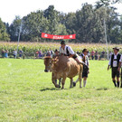 normal_16092012fmt_ochsenrennen_fm_13.JPG