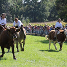normal_16092012fmt_ochsenrennen_fm_18.JPG