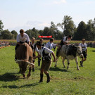 normal_16092012fmt_ochsenrennen_fm_20.JPG