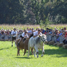 normal_16092012fmt_ochsenrennen_fm_25.JPG