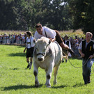 normal_16092012fmt_ochsenrennen_fm_27.JPG