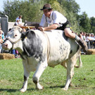 normal_16092012fmt_ochsenrennen_fm_36.JPG