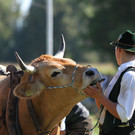 normal_16092012fmt_ochsenrennen_fm_53.JPG