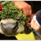 _59A7106_jpg-1347894438