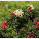 _59A7108_jpg-1347894444