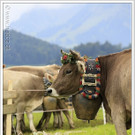 _59A7212_jpg-1347894550