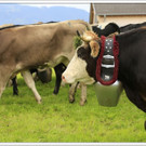 _59A7238_jpg-1347894578