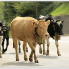 _59A7409_jpg-1347894780