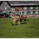 chf 236_jpg-1347909021