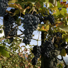 A Wein R__this 33_jpg-1347951766