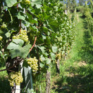 chardonnay trauben_jpg-1347951947
