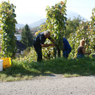 weinlese_jpg-1347952165