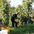 weinlese1_jpg-1347952205