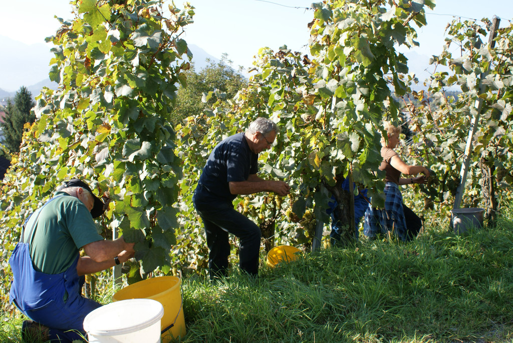 weinlese1_jpg-1347952205