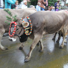 IMG_9232_JPG-1348313372