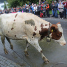 IMG_9259_JPG-1348313710