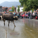 IMG_9263_JPG-1348313733