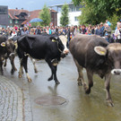 IMG_9264_JPG-1348313760