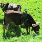 IMG_3895_JPG-1348315539