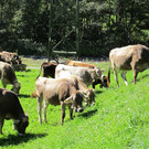IMG_3899_JPG-1348315650
