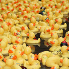 normal_23092012fmt_entenrennen_fm_11.JPG