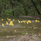 normal_23092012fmt_entenrennen_fm_17.JPG