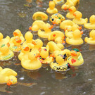 normal_23092012fmt_entenrennen_fm_20.JPG