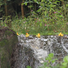 normal_23092012fmt_entenrennen_fm_30.JPG
